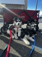 Siberian Husky Puppies for sale in Durham, North Carolina. price: $1,300