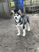 Siberian Husky Puppies for sale in Tampa, Florida. price: $500