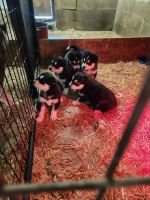 Siberian Husky Puppies for sale in Cherry Tree, Pennsylvania. price: $400