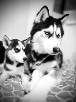 Siberian Husky Puppies for sale in Woodlynne, New Jersey. price: $800