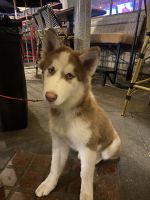 Siberian Husky Puppies for sale in Long Beach, California. price: $1,200