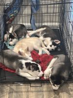 Siberian Husky Puppies for sale in Clarksville, Tennessee. price: $300
