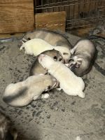 Siberian Husky Puppies for sale in Douglasville, GA, USA. price: $550