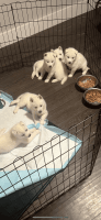 Siberian Husky Puppies for sale in Miami, Florida. price: $700