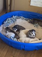Siberian Husky Puppies for sale in Mesa, Arizona. price: $700
