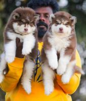 Siberian Husky Puppies for sale in Chennai, Tamil Nadu. price: 12,000 INR