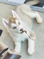 Siberian Husky Puppies for sale in Shelby, North Carolina. price: $500