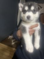 Siberian Husky Puppies for sale in Seymour, Connecticut. price: $500