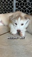 Siberian Husky Puppies for sale in Avoca, Michigan. price: $800