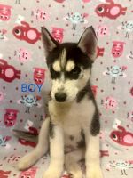 Siberian Husky Puppies for sale in Ogden, Utah. price: $400