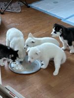 Siberian Husky Puppies for sale in Edgewood, Maryland. price: $800