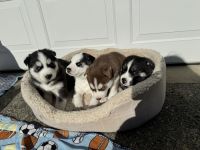 Siberian Husky Puppies for sale in Stratford, New Jersey. price: $1,300