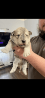 Siberian Husky Puppies for sale in Berea, Kentucky. price: $400