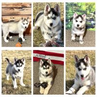 Siberian Husky Puppies for sale in Vail, Iowa. price: $650