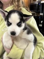 Siberian Husky Puppies for sale in Muncie, Indiana. price: $800