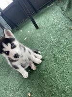 Siberian Husky Puppies for sale in Tampa, Florida. price: $2,000
