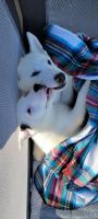 Siberian Husky Puppies for sale in Orting, Washington. price: $800