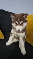 Siberian Husky Puppies for sale in Duncan, South Carolina. price: $700