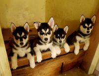 Siberian Husky Puppies for sale in South Fork, CO 81154, USA. price: $650