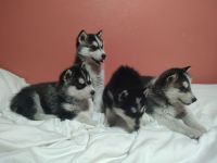 Siberian Husky Puppies for sale in Enumclaw, Washington. price: NA