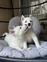 Siberian Husky Puppies for sale in Santa Rosa, California. price: $850