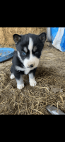 Siberian Husky Puppies for sale in Cabot, Arkansas. price: $900