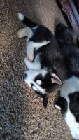 Siberian Husky Puppies for sale in Salem, Oregon. price: $1,800