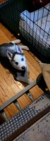 Siberian Husky Puppies for sale in Chicago, Illinois. price: $1,000