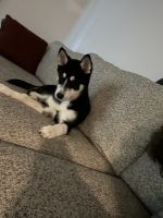 Siberian Husky Puppies for sale in Fort Myers, FL, USA. price: $500