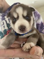 Siberian Husky Puppies for sale in 215 E 87th Pl, Los Angeles, CA 90003, USA. price: $1,000