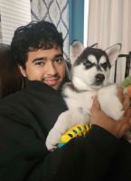 Siberian Husky Puppies for sale in W Guadalupe Rd, Mesa, AZ, USA. price: $300