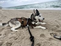 Siberian Husky Puppies for sale in Surfside, Florida. price: $400