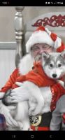 Siberian Husky Puppies for sale in Duncan, South Carolina. price: $250