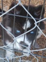 Siberian Husky Puppies for sale in Arab, Alabama. price: NA