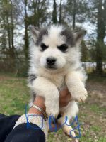 Siberian Husky Puppies for sale in Winston Salem, North Carolina. price: $250