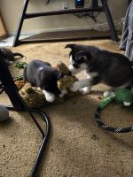 Siberian Husky Puppies for sale in Tonawanda, New York. price: $800
