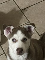 Siberian Husky Puppies for sale in Baltimore, Maryland. price: $1,000