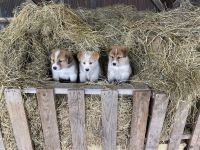Siberian Husky Puppies for sale in Chariton, IA 50049, USA. price: $400