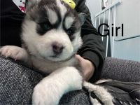 Siberian Husky Puppies for sale in City of the Village of Clarkston, MI 48346, USA. price: $250