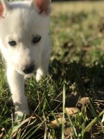 Siberian Husky Puppies for sale in Houston, Texas. price: $1,800