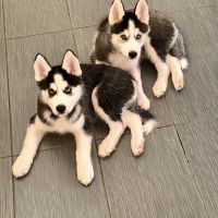 Siberian Husky Puppies for sale in Avon Park, Florida. price: $750