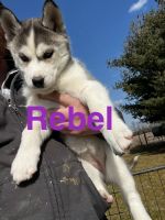 Siberian Husky Puppies for sale in Westfield, Indiana. price: $700
