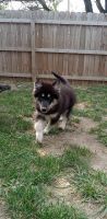 Siberian Husky Puppies for sale in Wabash, Indiana. price: $2,000