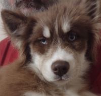 Siberian Husky Puppies for sale in Wabash, Indiana. price: $250