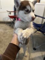 Siberian Husky Puppies for sale in Barstow, California. price: $650