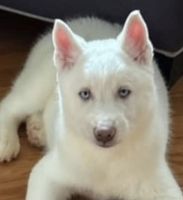 Siberian Husky Puppies for sale in Poughkeepsie, New York. price: $1,000