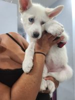 Siberian Husky Puppies for sale in Orlando, Florida. price: $600