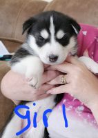 Siberian Husky Puppies for sale in Inola, Oklahoma. price: NA