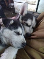 Siberian Husky Puppies for sale in Silver Bay, Minnesota. price: $300