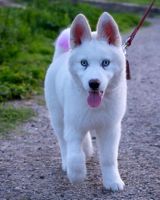 Siberian Husky Puppies for sale in San Dimas, California. price: $800
